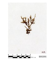 藏品(玉山多毛苔)的圖片